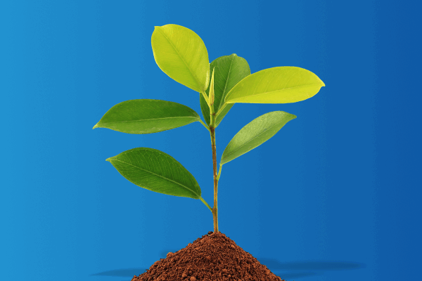 Ajude-nos a plantar esta ideia